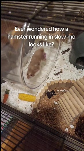 Dedenne: Cute Hamster Running in Slow Motion