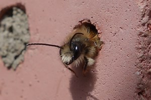 Mason bees may be the world's solitary saviours | The Citizen