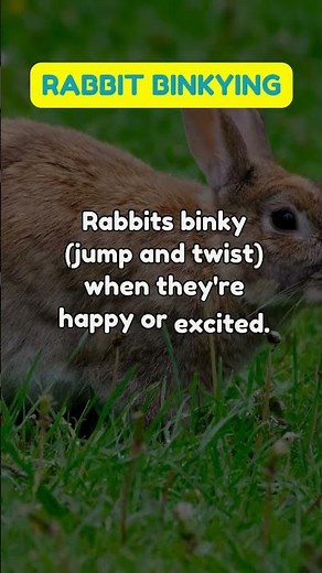 Understanding Rabbit Binkying: Pet Theory, Fun Facts, and Health Tips for Kids