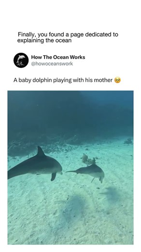 How The Ocean Works on Instagram: "Baby dolphins are curious and energetic from the moment they’re born. They learn by exploring their surroundings, mimicking other dolphins, and practicing swimming close to the surface. Often seen darting around, spinning, or making small leaps, young dolphins use these behaviors to build strength and coordination while staying safely within their pod. With their mothers, baby dolphins are especially playful and affectionate. They swim side by side, gently nudg