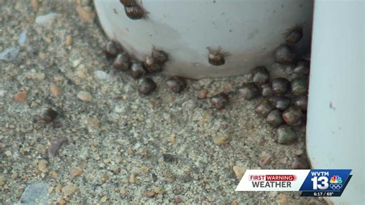How to get rid of kudzu bugs in Alabama