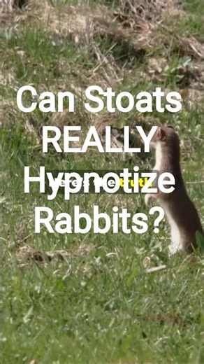 Can Stoats REALLY Hypnotize Rabbits?
