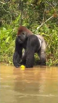 Red head silverback showing its full strength #travel #wildlife
