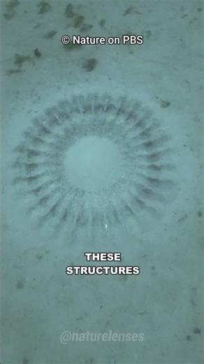 How Pufferfish Build Crop Circles