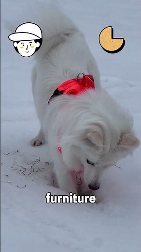Dogs vs Humans: The smell test 👃🔥 #sciencefacts #shorts