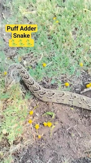 Puff Adder Snake 🐍🐍🐍