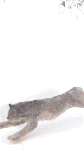 Roaring Earth on Instagram: "Rare Lynx Attack Caught on Camera: Rare footage of a lynx chasing down its favorite prey in the wilderness of northern Canada..."