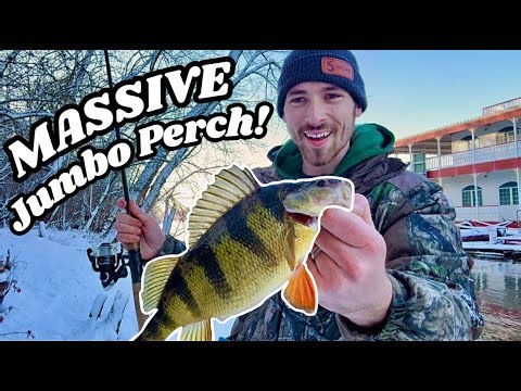 How to Catch BIG Perch from Shore! [Tips For Spring Fishing Success]