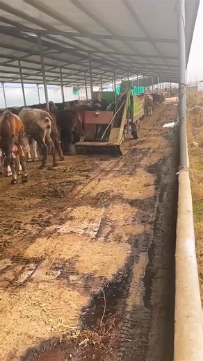 2.4K views | Manure removal truck, convenient, quick and clean #tiktok #viralpost2025シ #viralreelsシ #viralreelschallenge #original #innovation #newtrend #machinery #viralvideochallenge #machine #viralchallenge #truckdriver | Pallet Machine | Facebook