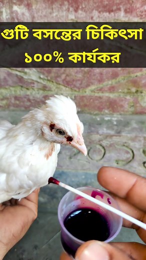 242K views · 3.2K reactions | গুটি বসন্তের চিকিৎসা #Nurbhai #Hen #Chicken #গুটি #বসন্ত #farming #PoultryFarming | Nur Bhai | Facebook