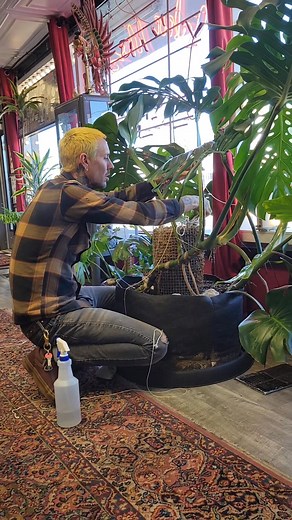 2K views · 52 reactions | We have a slight inclination that Rich here at Revelation Tattoo Kansas City may love his plants just as deeply as he loves tattooing. 樂 HAPPY THURSDAY, GUYS! We are taking Walk-In's all day and night tonight, come stop in! #revelationtattookc #kctattoo #trendingreelsvideo #walkinswelcome | Revelation Tattoo Kansas City | Facebook