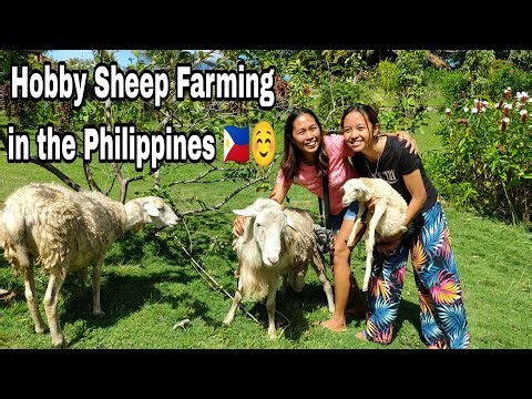Hobby sheep Farming Negros Oriental | First time farming sheep Philippines 🇵🇭
