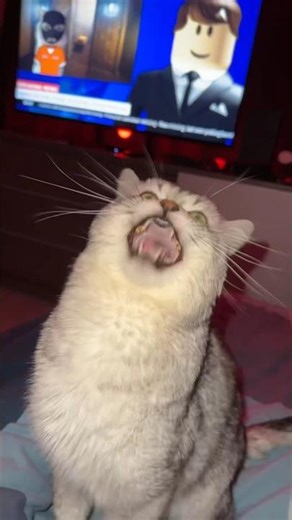 BARKING CAT ON THE LOOSE..