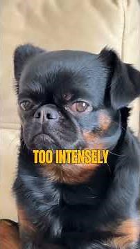 5 Ways Dogs Communicate Without Barking! (You're Missing These) 🐕💬