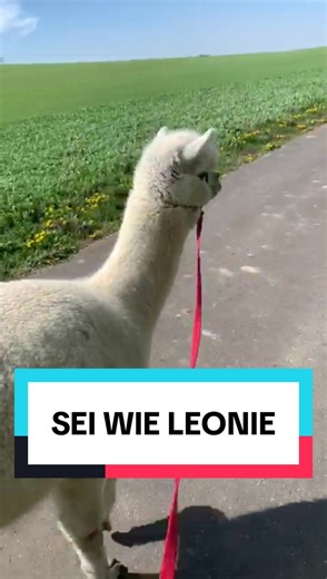 Sei wie Leonie – lustiges Alpaka-Video mit Leonie