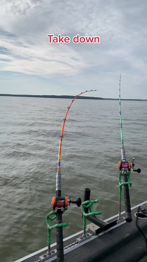 Look!! Take Down channel catfish #angrycatfishing #monster #fishing #carlyle #lake #channelcatfish
