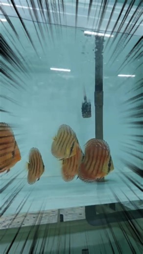 Discus House Aquarium! _ Sản Phẩm Combo: 900k/combo/hồ ( Số lượng từ 8->20con/combo) _ Cá Dĩa Ngũ Sắc Size Mini: 139k->250k/con. _ Cá Dĩa To Cao Cấp - Albino: 700k->1.200k/con _ Cung cấp cá Dĩa Sĩ Cho Cửa Hàng! #cadia #discus #cadiadep ----------✨---------- ☎️ Hotline tư vấn & đ.ặ.t h.à.n.g: 0938 588 085 Mr. Linh (Zalo) 🏠 Địa chỉ: Số 3, Đường Trần Thị Lan, Ấp 2A, Xã Phú Hòa Đông, H. Củ Chi, Tp. HCM 🎬 Series mới ra lò: KIẾN THỨC NUÔI CÁ DĨA TỪ A–Z👉 Tập 1: Giới Thiệu Về Cá Dĩa https://youtube.c