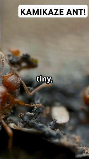 Exploding Ants: Nature's Tiny Kamikazes!🌍🐜