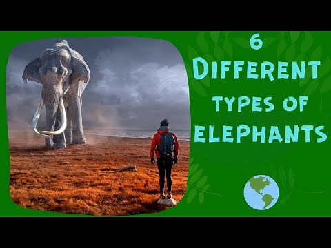 6 Different Types Of Elephants In The World