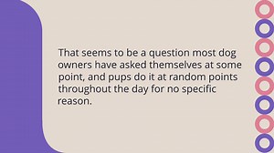 Why does my dog huff at me?