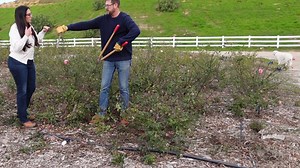 2.9K views · 95 reactions | Learn how to prune David Austin roses! | Grace Rose Farm | Facebook