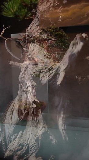 Bonsai but Different #display #art #artistic #bonsai