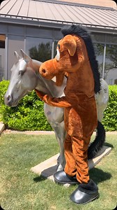 We took our mascot, Two Bits, to meet the life-size replica of the Breyer AQHA 85th Anniversary Remuda model in front of Association headquarters. These two new pals will be horsing around a lot from now on! | American Quarter Horse Foundation - Hall of Fame & Museum