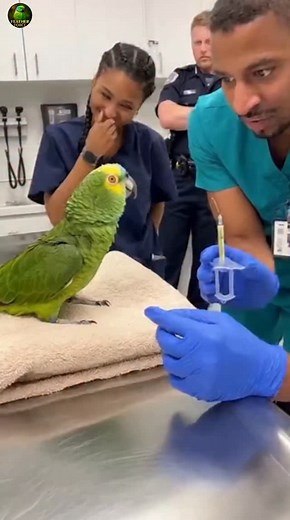 Parrot Roasts Doctor: Your Needle Needs a Prayer 😂💉🦜 #parrot #talkingparrot #funnyparrot #doctor #officer #funnyvideos #trendingreels #parrotlover #petlovers #viralshort | Feather Force
