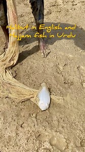 Hajam Fish (Round sole fish) - Kinaray se jaal ma agai.This young fishermen was throwing his net from the the shore to catch some fish and unexpectedly caught a halibut in Urdu Hajam Machli which is not supposed to be here.#fishermen #fblifestyle #netfishing #halibutFishing from SunheraKarachi fishing spotspakistan fishing,fishing in karachi,sonehra fishing,sonehra beach fishing,sunehra beach karachi fishing | Yasir Jawed