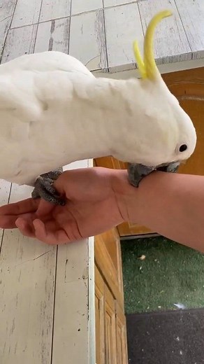 Why are Cockatoos so Friendly? Video: Launa Borsato Pet cockatoos are perceived as adorable & friendly primarily due to their highly social nature, intelligence, & a strong instinct to form close, physical bonds with their human "flock". This behavior stems from their natural needs, which are often interpreted as cuteness & affection by humans. Please like, comment & share this reel. #friendlyᥫᩣシ #friendlybird #cockatoo #petcare #cockatoolife #birds #petowners #asmr #love #cockatooparrot #pet #c