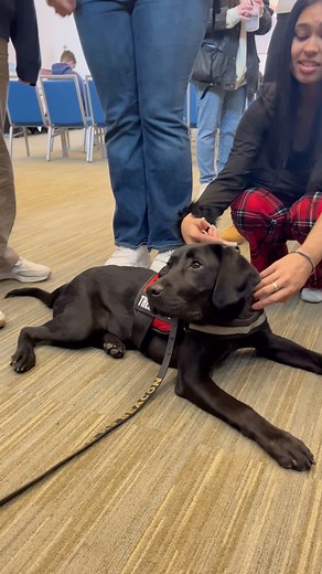 Yesterday Beacon was sworn in as a UMass Boston Police Officer! Having him as a comfort K-9 has been a great addition to to university. Thank you to everyone that attended. 💙🐾 | UMass Boston