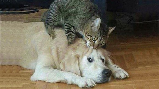 Cats and dogs hilariously battling for control