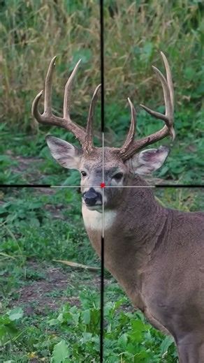 Dare to Deer: Precision Scope Shot | Ultimate Whitetail Challenge