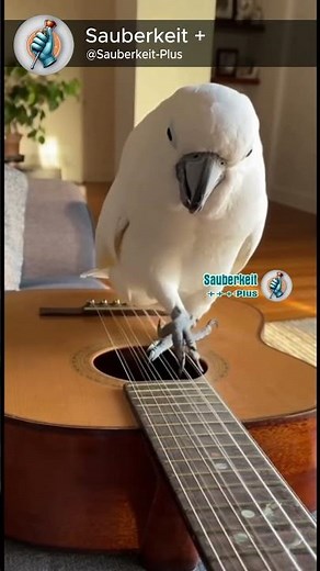 This Parrot's Guitar Skills Are Amazing!