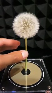 Tesla coil experiment destory it #teslacoil #experiment #music #ideas | Ideas 1 1