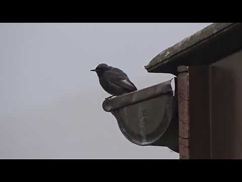 Chant du rougequeue noir mâle