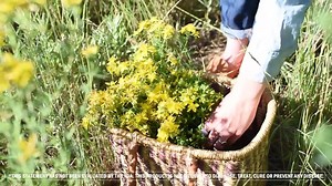 15 reactions | St. John's Wort (Hypericum perforatum) blooms when the weather grows warmer, ready to be harvested and extracted throughout the summer. This herb is included in our Nervous System Tonic™, Good Mood™ and other formulas. Order now and enjoy 15% off all stress* and mild, occasional anxiety* products through 4/30/20: https://bit.ly/2Jhskef | Herb Pharm | Facebook