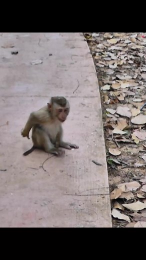 Emotional Reaction to Abandoned Baby Monkey in the Wild