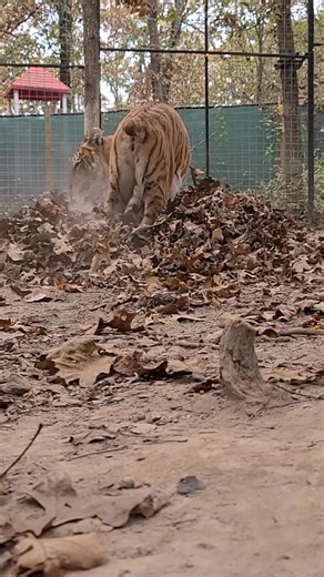 A little fall leaf play. Who doesn’t love a pile of leaves. #hybrid #bigcatd #fallvibes #fallseason #leafpile | James Smith