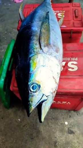 Yellow fin / Bonjing Fish IBA ZAMBALES MARKET