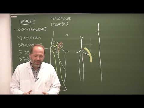 MI 1 : Anatomie de la hanche [Hip joint]