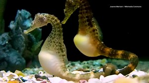 These Impressive Animal Dads Go Above and Beyond for Their Offspring