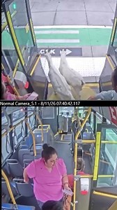 Goats board Portland bus before passengers usher them out