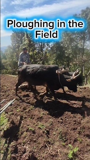 Traditional Method of Ploughing in the Field