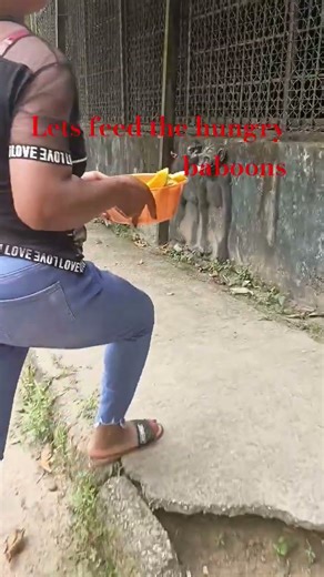 feeding the hungry baboons#shorts#baboon