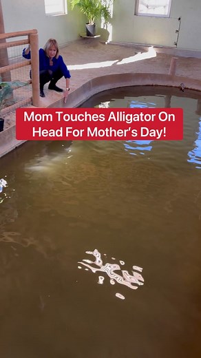 Mom Touches Alligator On Head For Mother’s Day! 😳🐊