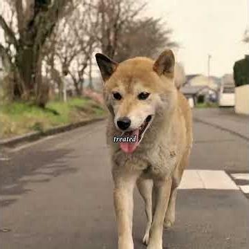 A dog with only seven days left to live miraculously survived.#movie #film