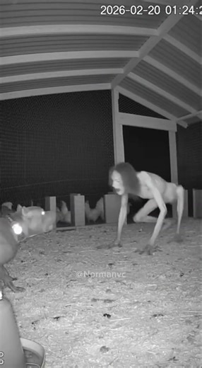 Terrifying Skinny Creature Confronts Brave Farm Guard Dog at Night