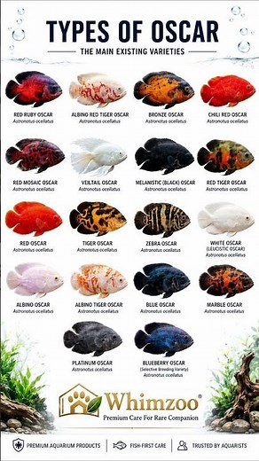 18 Types of Oscar Fish u Need to Know. Oscar Fish Type Ranked frm Common to Rare. All types of Oscar