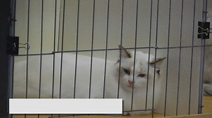 Common Ragdoll Cat Health Issues: What to Watch Out For